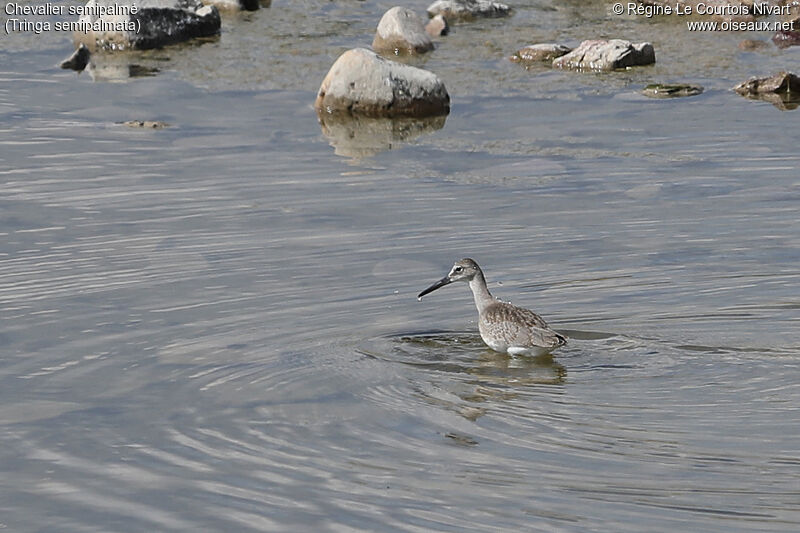 Willet