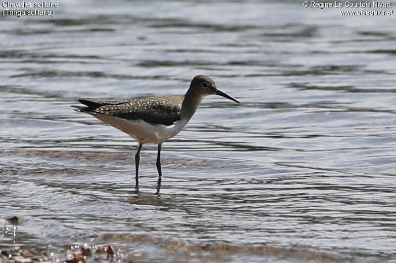 Solitary Sandpiper