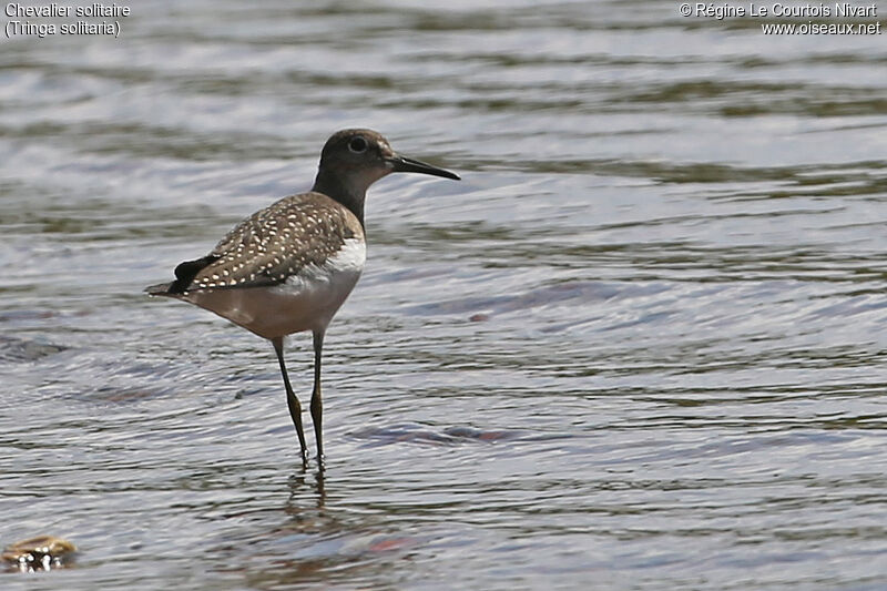 Solitary Sandpiper