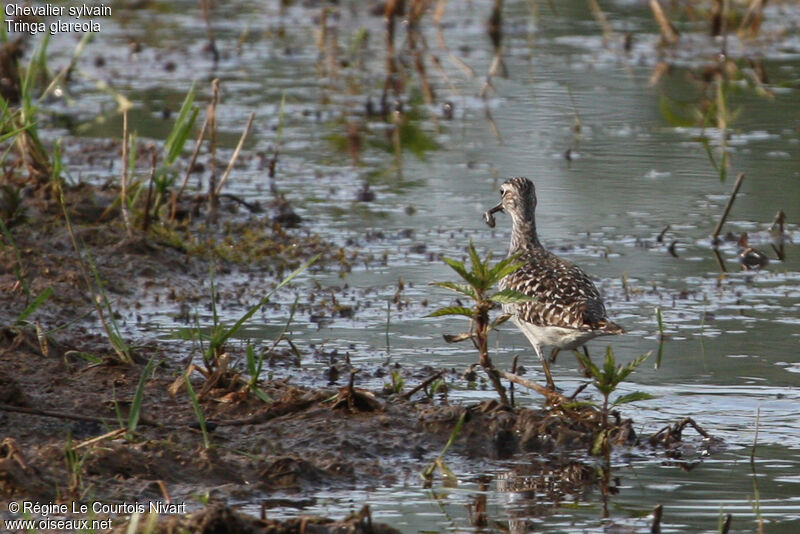 Wood Sandpiper, feeding habits