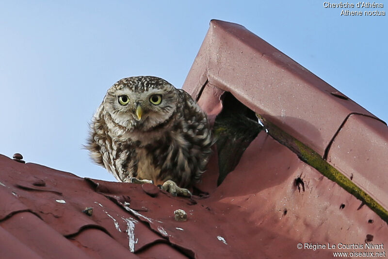 Little Owl