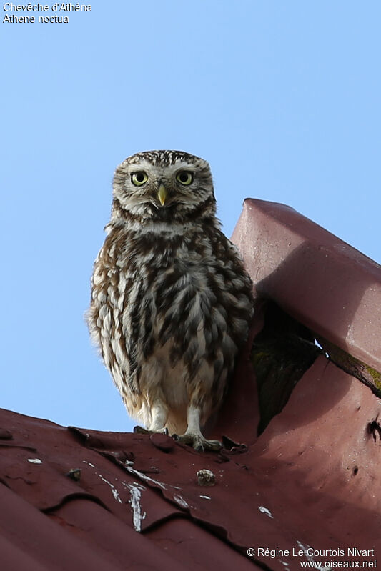 Little Owl