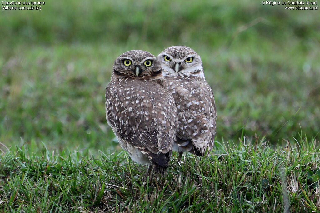 Burrowing Owl