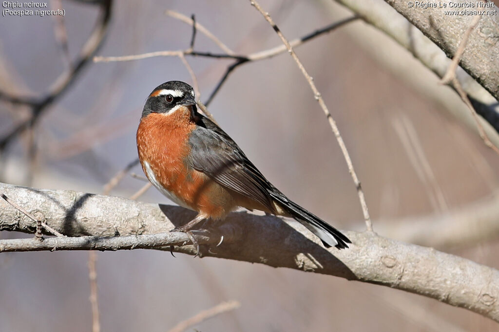 Black-and-rufous Warbling Finch