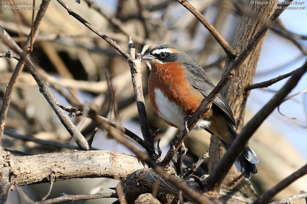Black-and-rufous Warbling Finch