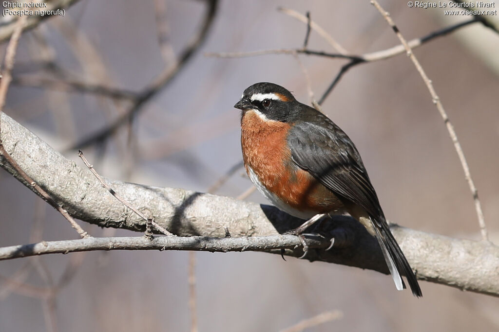 Black-and-rufous Warbling Finch