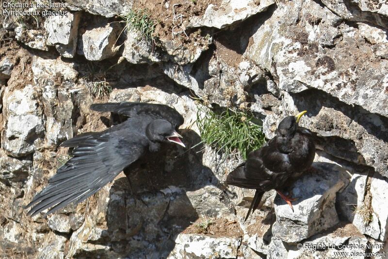 Alpine Chough, Behaviour