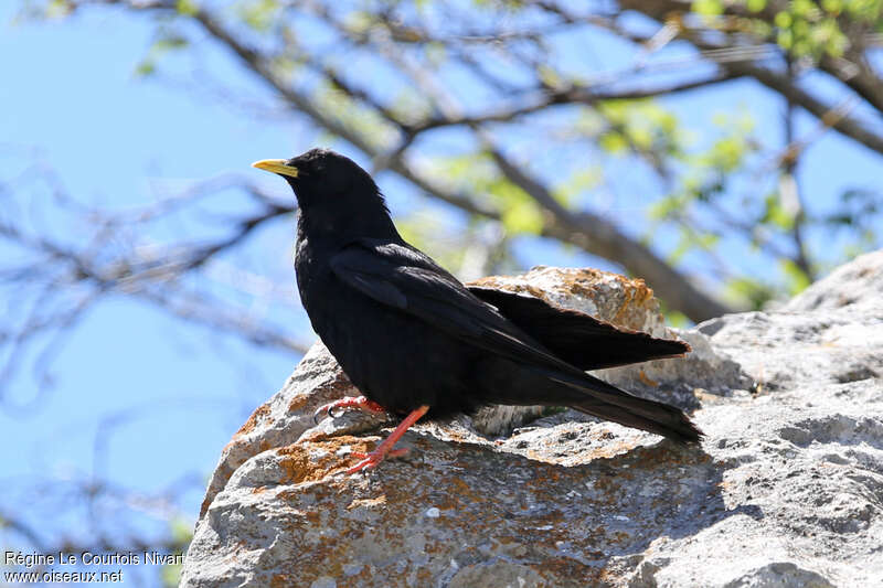 Chocard à bec jauneadulte