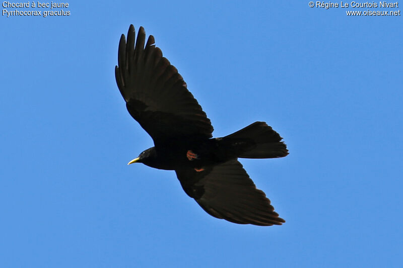 Alpine Choughadult, Flight