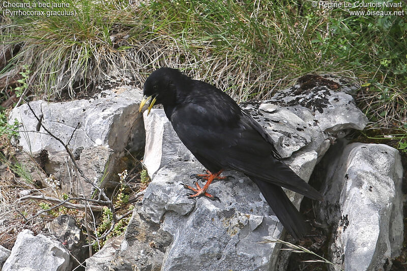 Alpine Chough