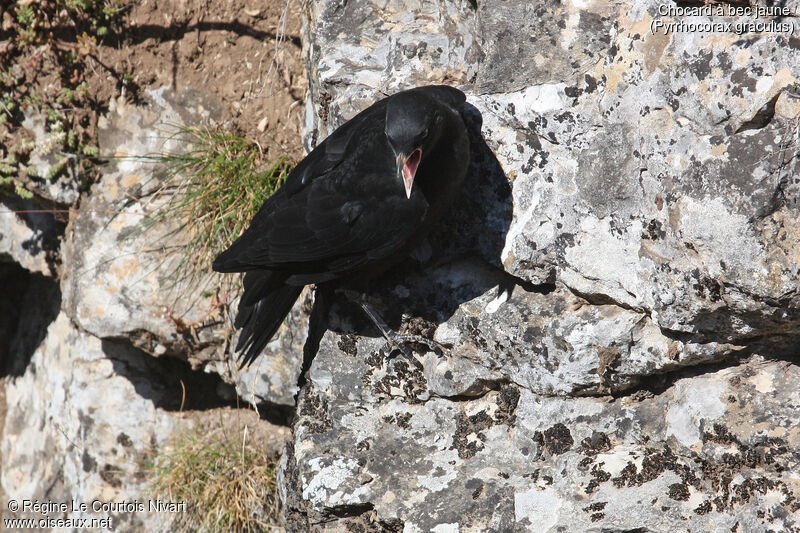 Alpine Choughjuvenile