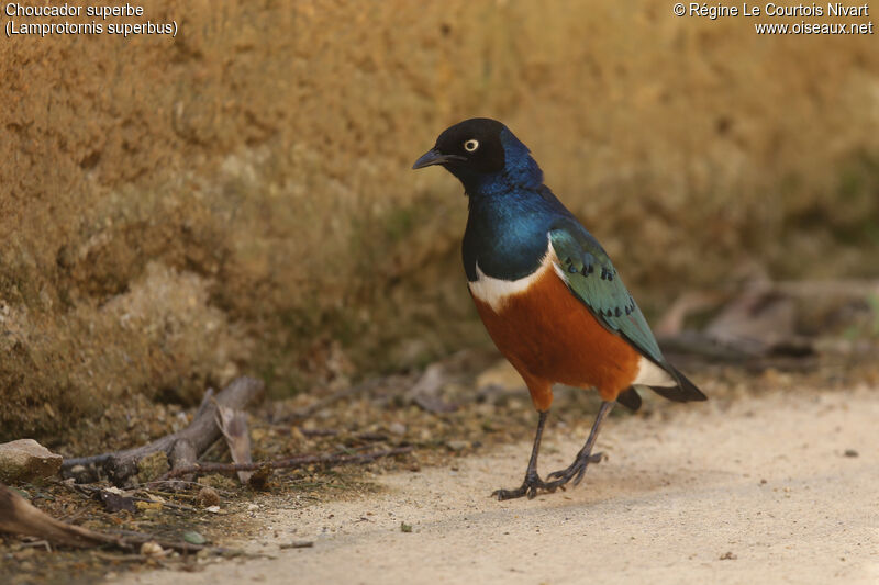 Superb Starling