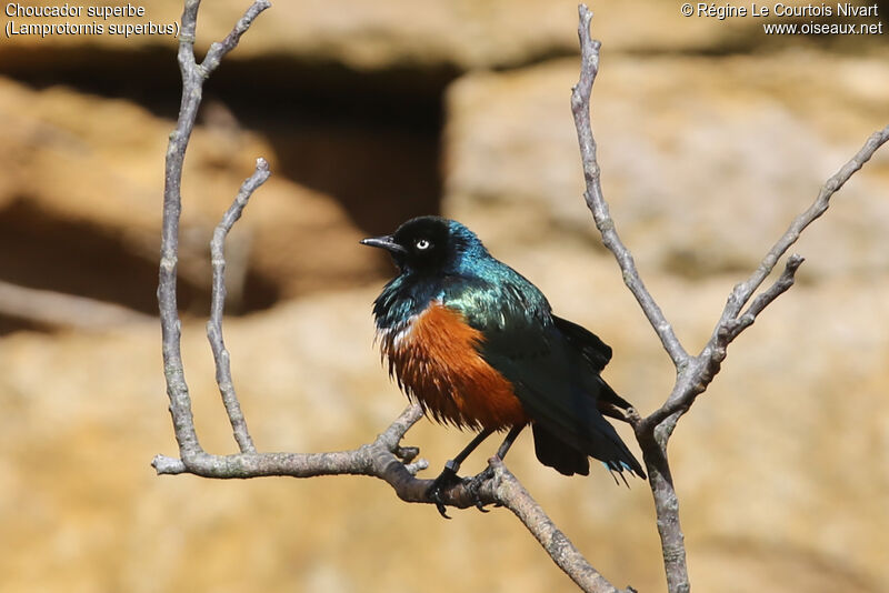 Superb Starling