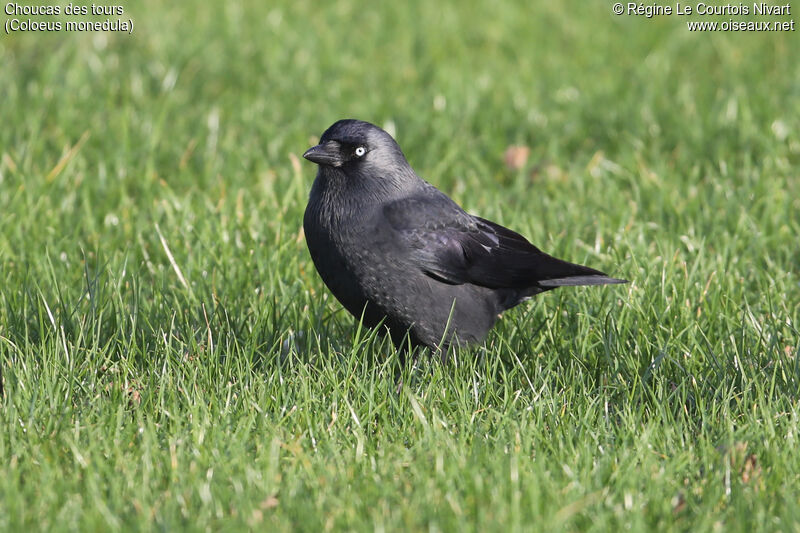 Western Jackdaw