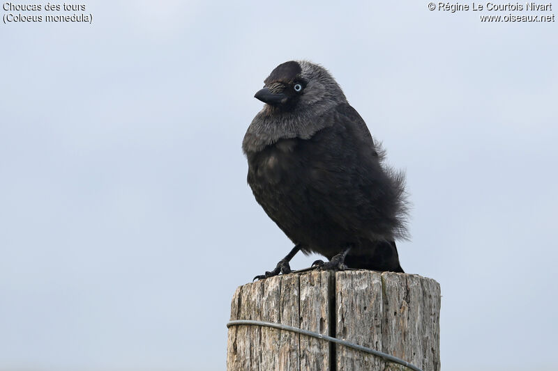 Western Jackdaw