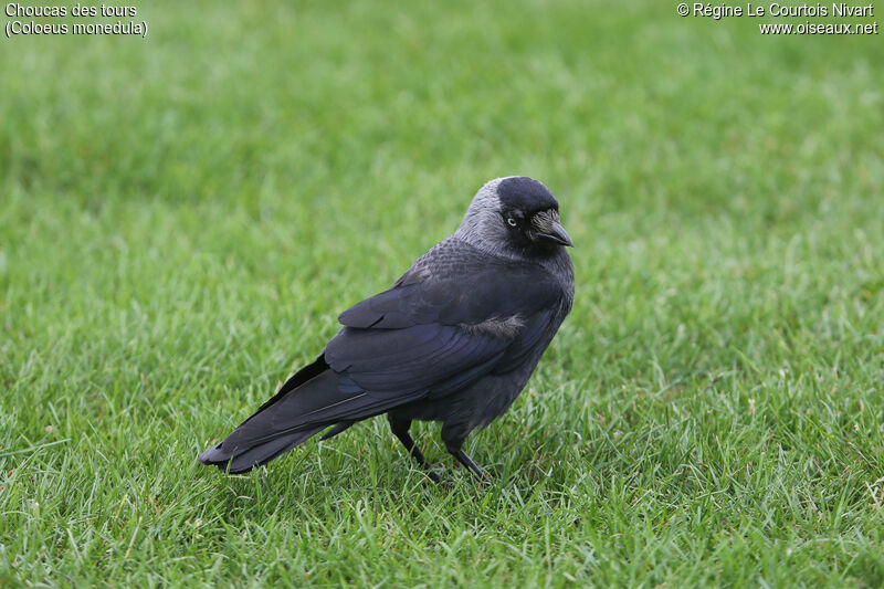 Western Jackdaw