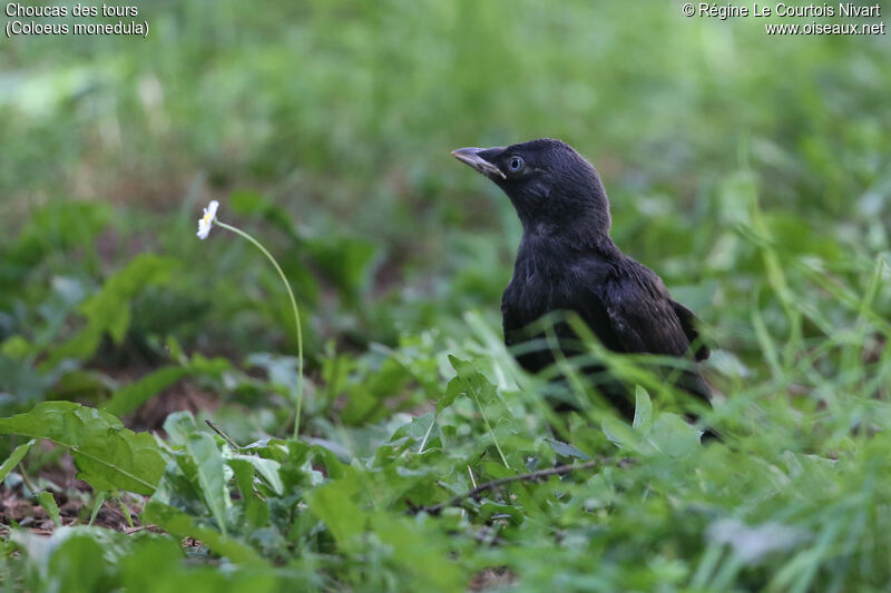 Western Jackdawjuvenile