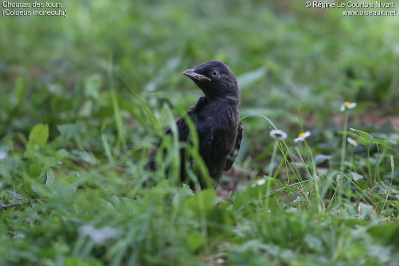 Western Jackdaw