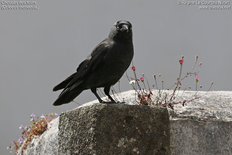 Western Jackdaw