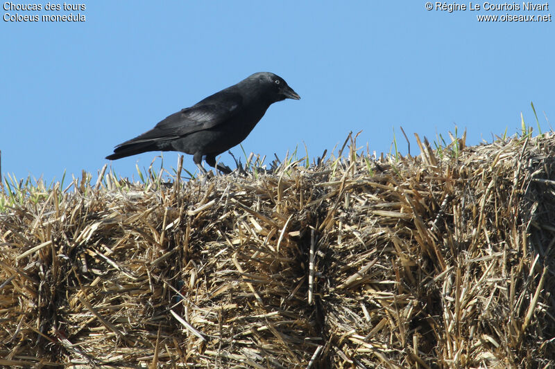 Western Jackdaw