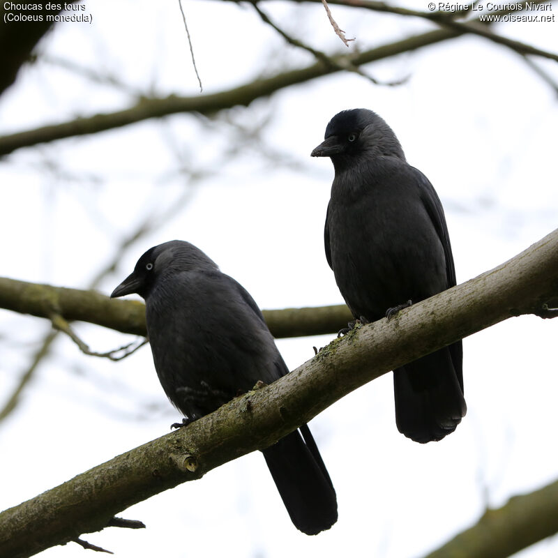 Choucas des tours