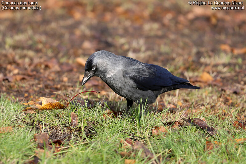 Western Jackdaw