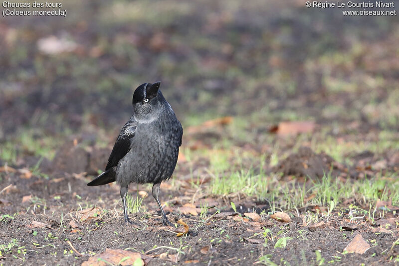 Western Jackdaw