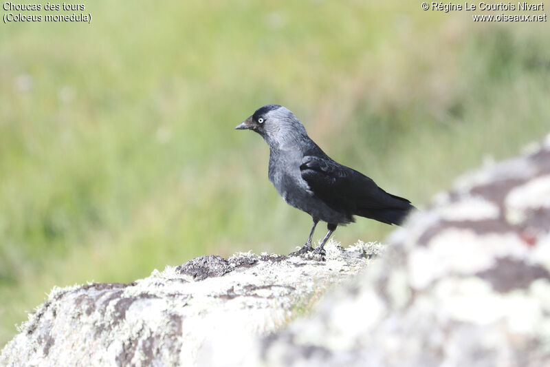 Western Jackdaw