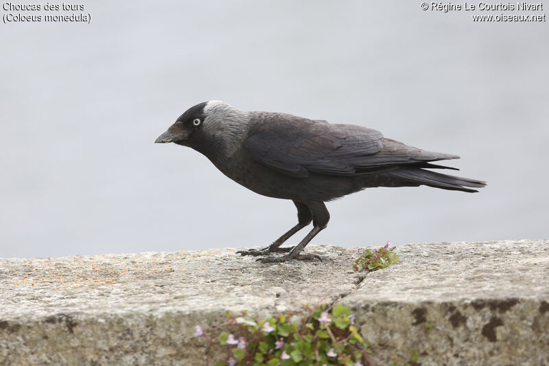 Western Jackdaw