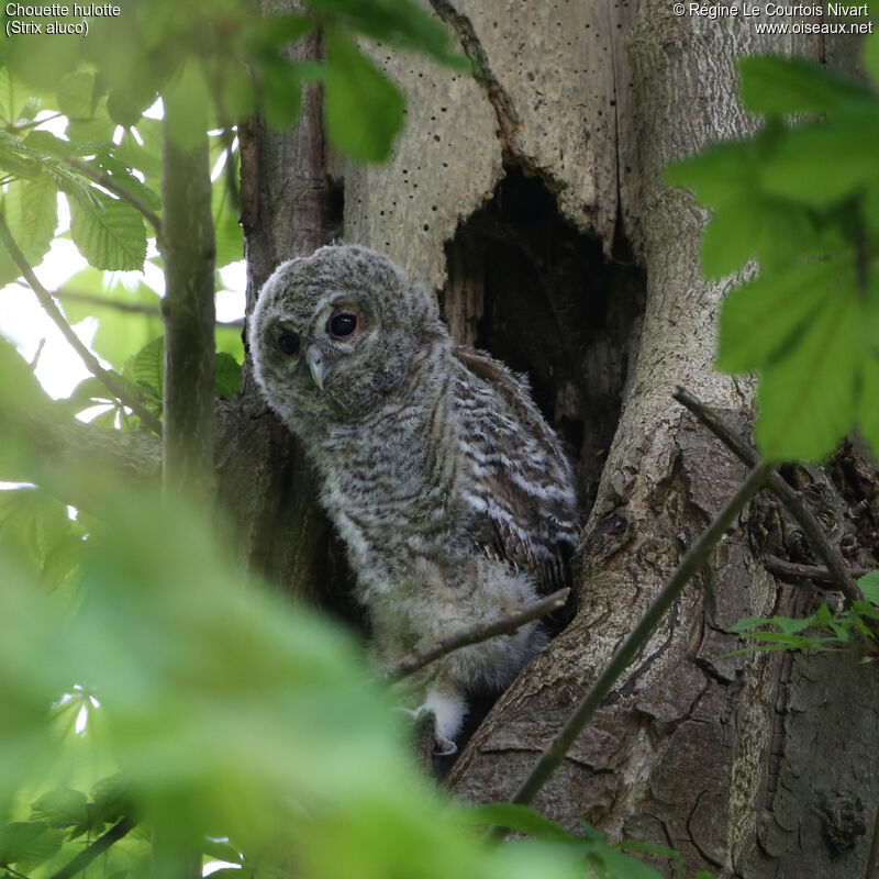 Tawny Owljuvenile