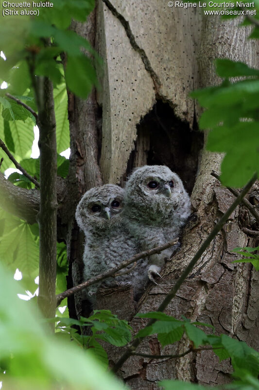 Tawny Owljuvenile