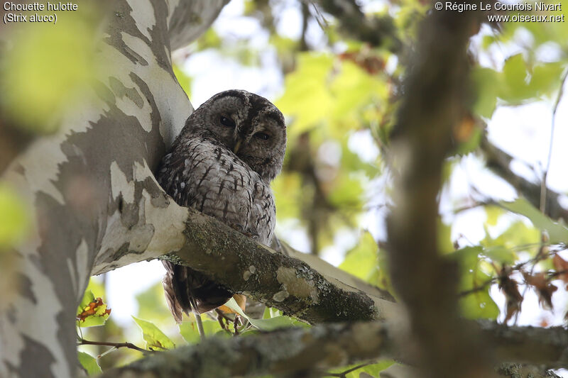 Tawny Owl