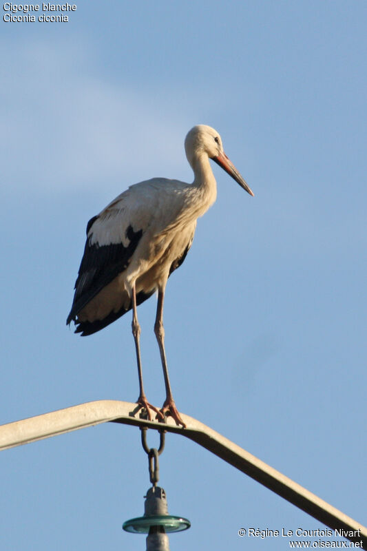 Cigogne blanchejuvénile, identification