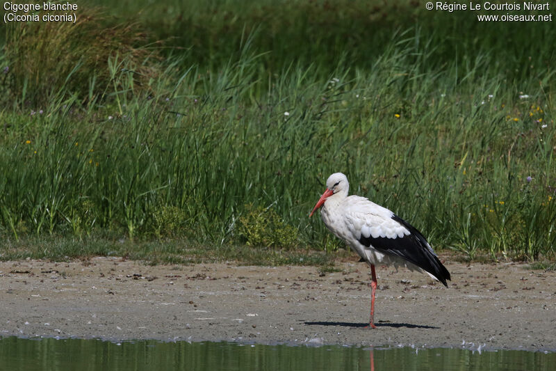 Cigogne blanche