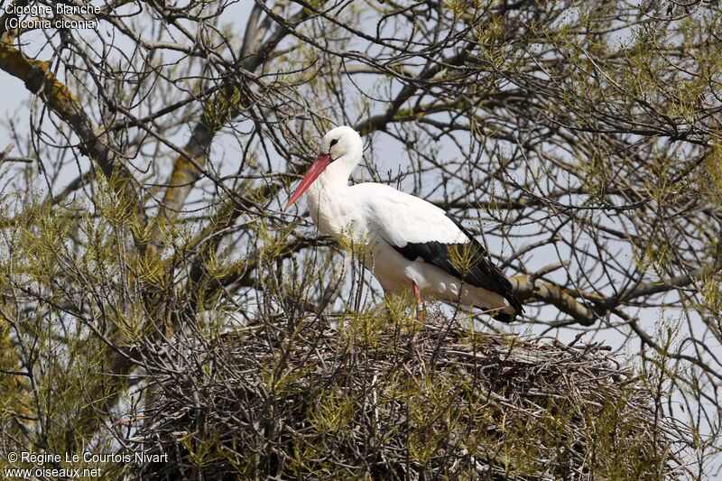 White Storkadult, Reproduction-nesting