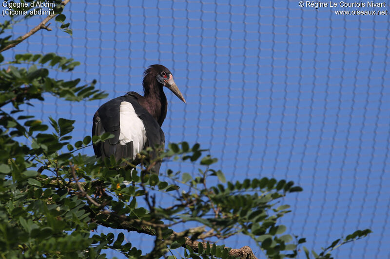 Cigogne d'Abdim