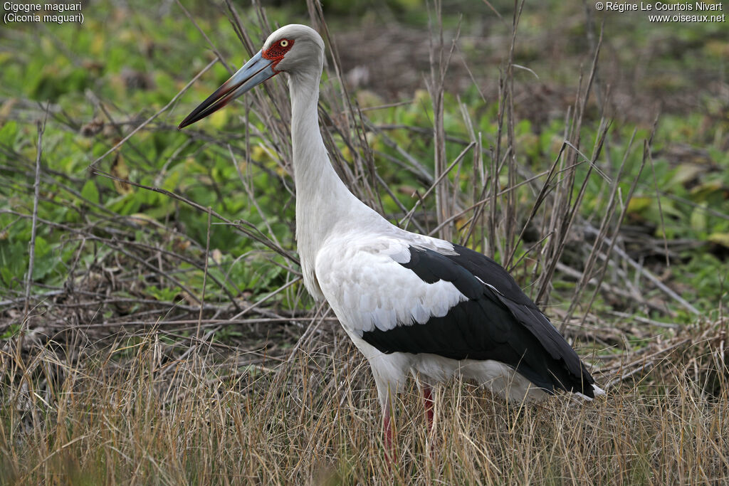 Cigogne maguari