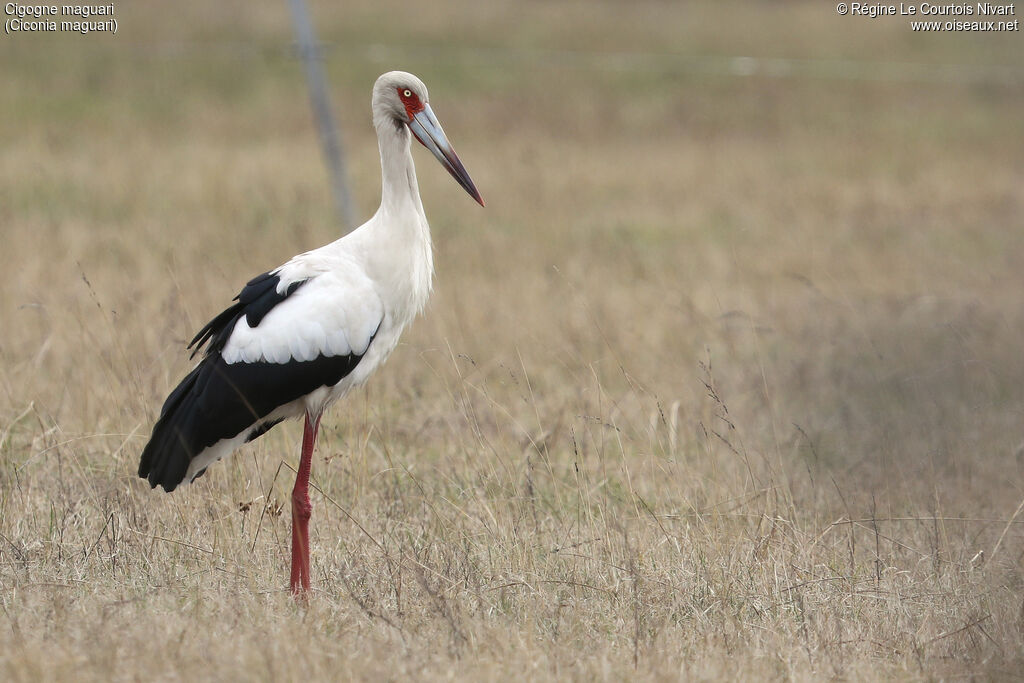 Cigogne maguari