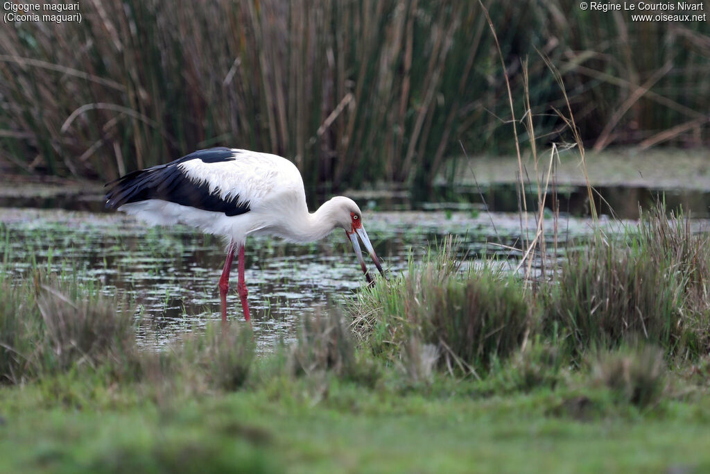 Maguari Stork