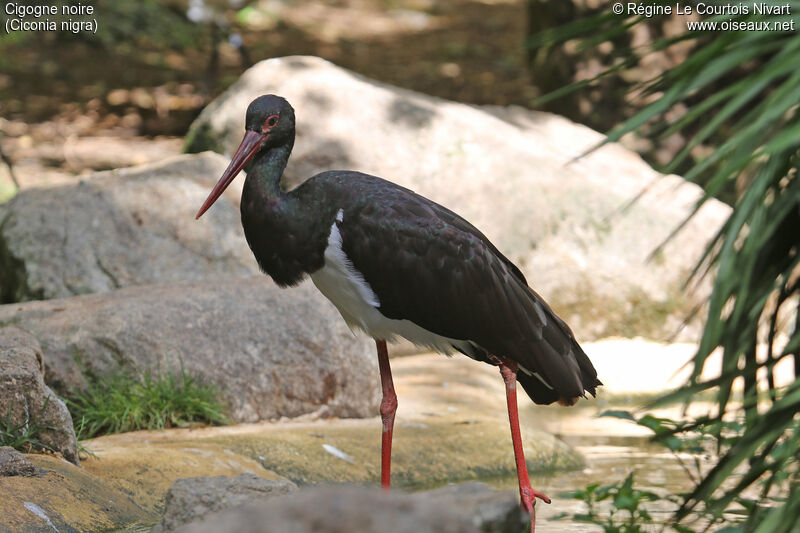 Black Stork