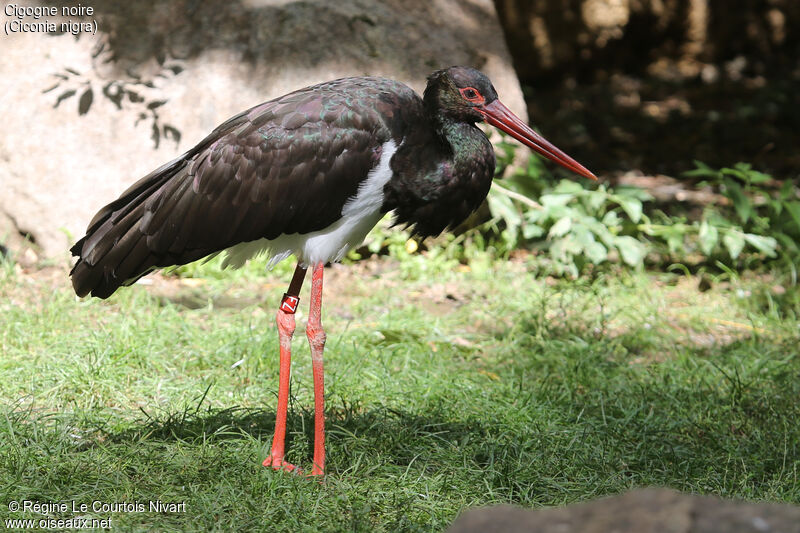 Cigogne noire