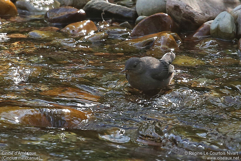 American Dipper