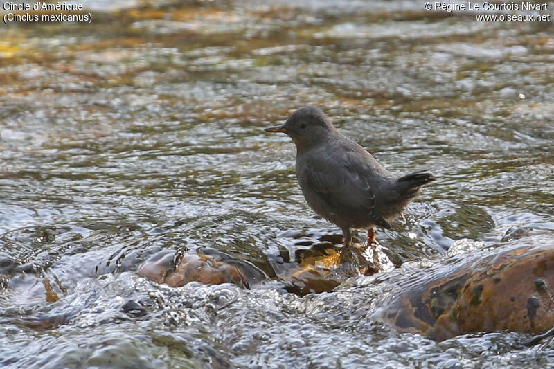 American Dipper