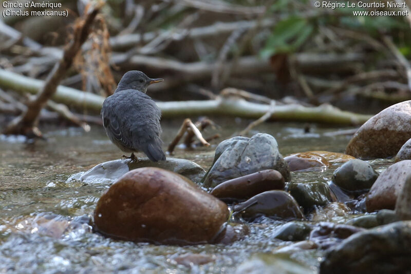 American Dipper