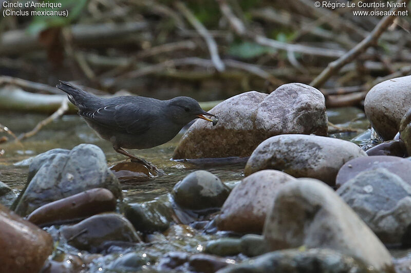 American Dipper