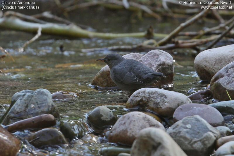 American Dipper