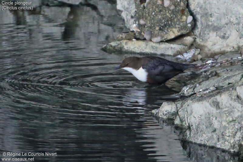 White-throated Dipper