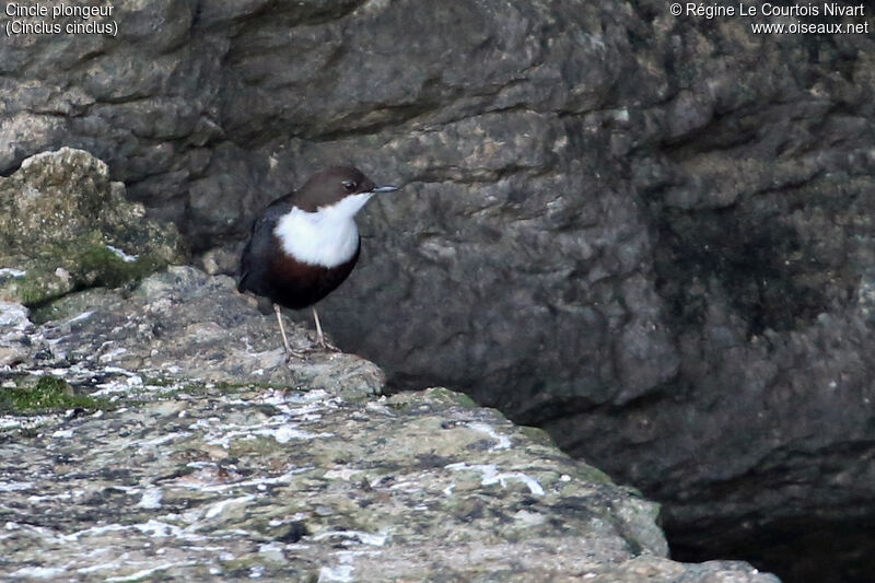 White-throated Dipper