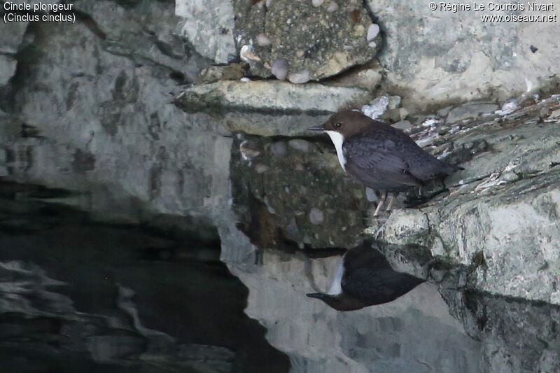 White-throated Dipper