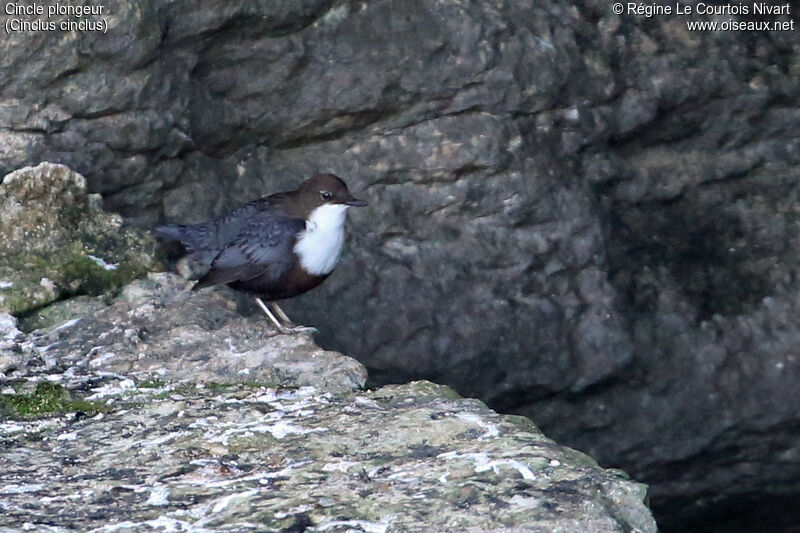 White-throated Dipper